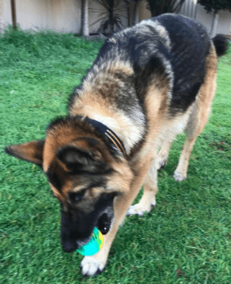 Anything Pets Dog Chew Ball being tested by our review team.