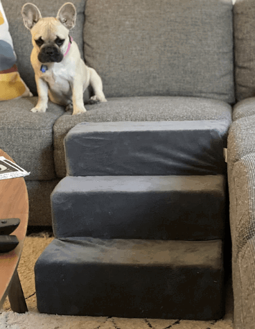 Zinus Easy Pet Stairs/Pet Ramp/Pet Ladder being tested by our review team.