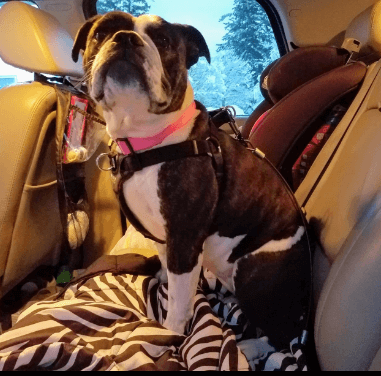 Mighty Paw Dog Seat Belt being tested by our review team.