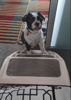 PaWz Pet Stairs being tested by our review team.