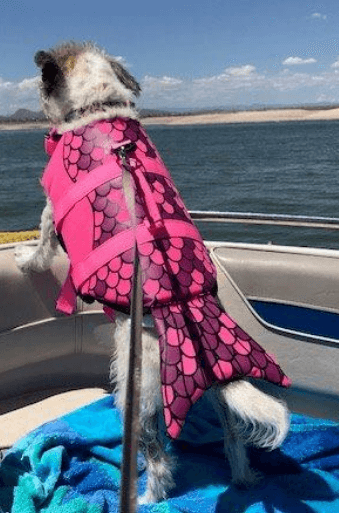 Froshine Dog Life Jacket being tested.