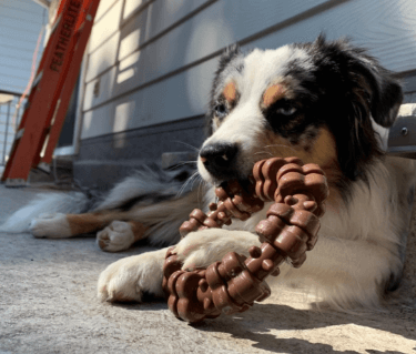 Nylabone Dura Chew Power Chew Textured Ring being tested by our review team.