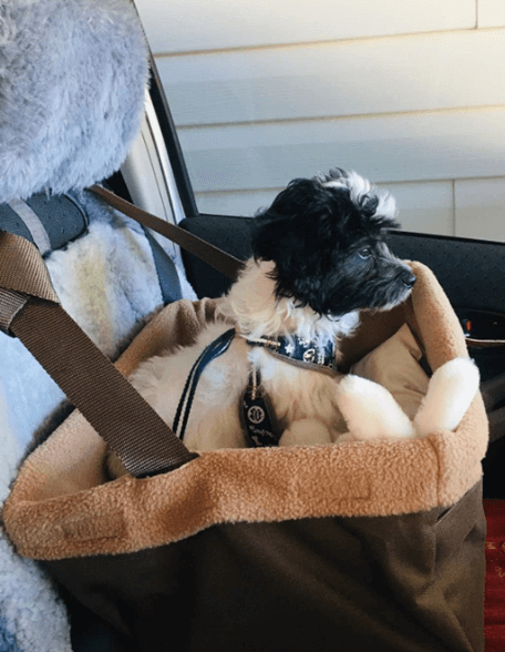 PetSafe Happy Ride Quilted Booster Seat