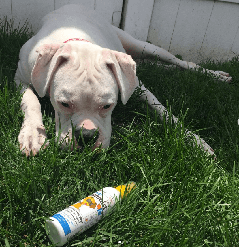 Petkin Doggy Sun Mist being tested by our review team.