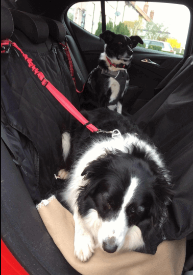 SlowTon Dog Seatbelt being tested by our review team.