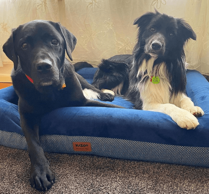 Kazoo Wombat Plush Bed being tested by our review team.