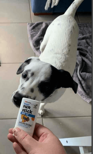 Petkin Doggy Sunstick SP15 Sunscreen being tested by our review team.