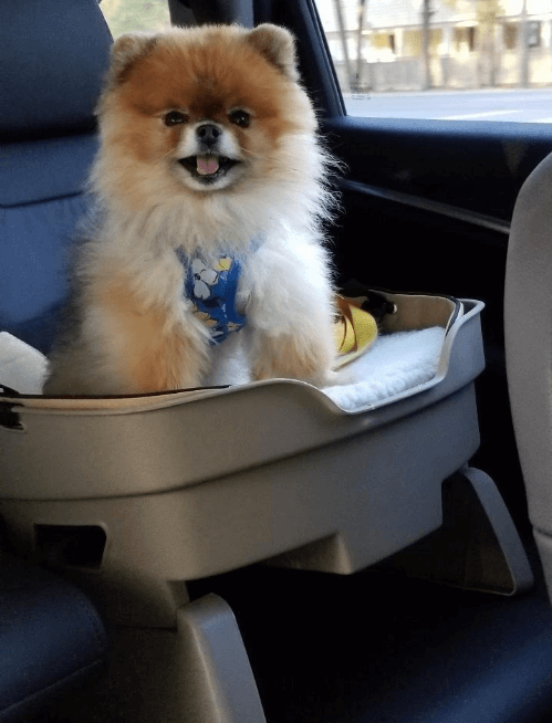 Good Pet Stuff Travelin' Dog Pet Seat
