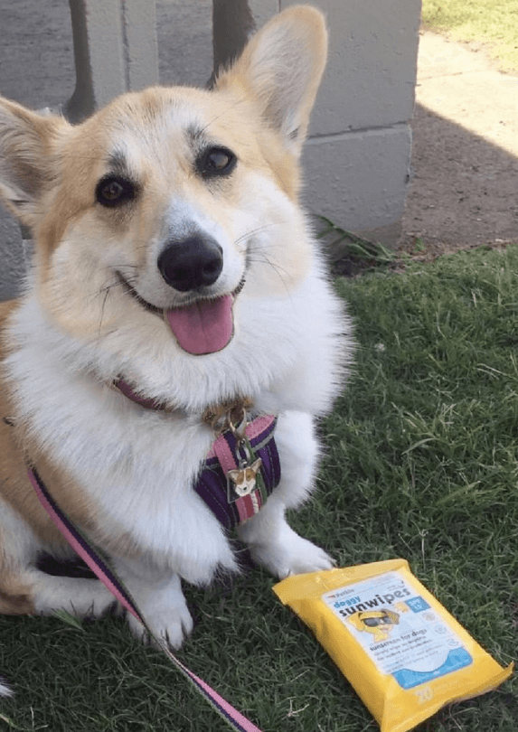 Petkin Doggy Sunwipes SP15 Sunscreen being tested by our review team.