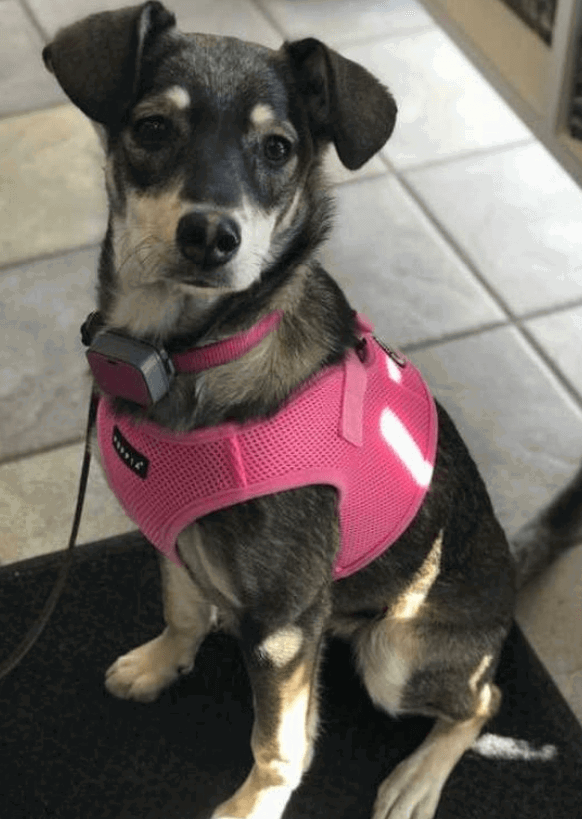 Puppia Soft Harness being tested by our review team.