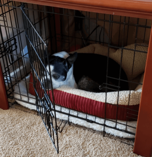 Aspen Pet Self-Warming Corduroy Pet Bed being tested by our review team.