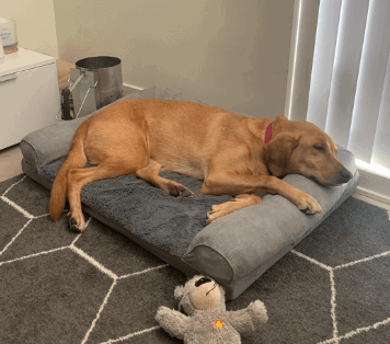 Furhaven Jumbo Plus Pet Dog Bed being tested by our review team.