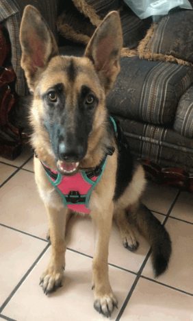 PHOEPET Reflective No Pull Dog Harness being tested by our review team.