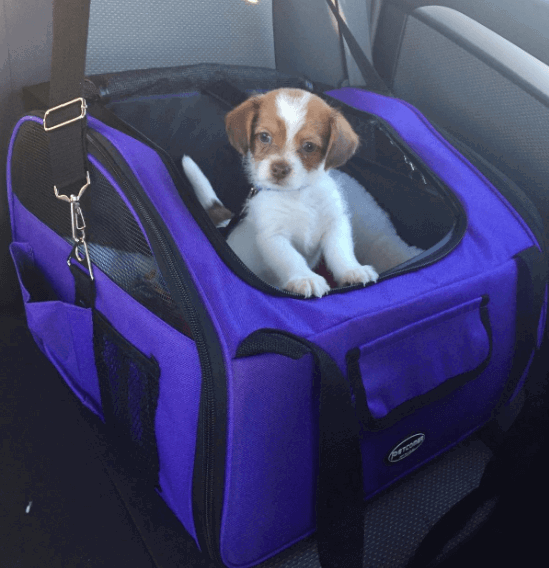 Pettom Pet Car Seat Carrier