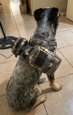 Auroth Tactical Dog Training Harness being tested by our review team.