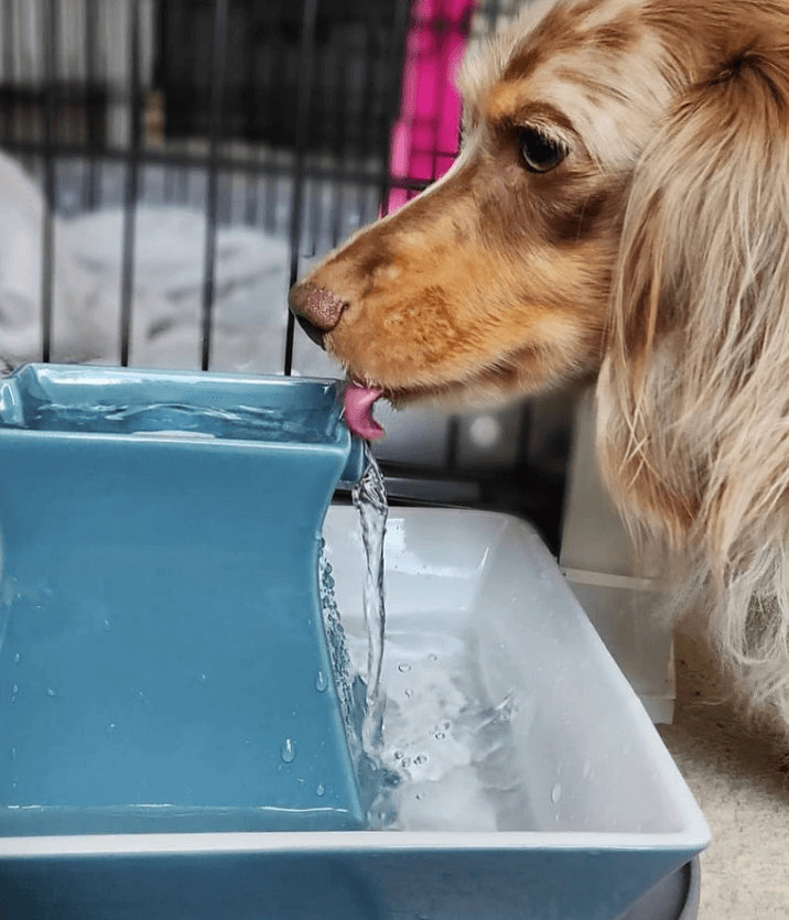 PetSafe Drinkwell Ceramic Pagoda being tested by our review team.