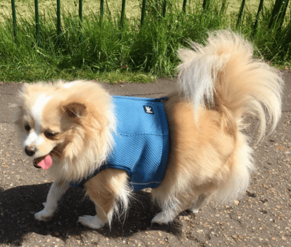 Hurtta Collection Cooling Vest Harness being tested by our review team.