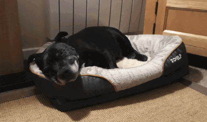 JOYELF Memory Foam Dog Bed being tested by our review team.