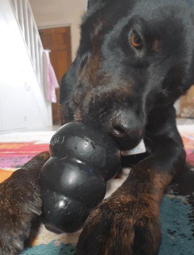 KONG Extreme Dog Toy being tested by our review team.