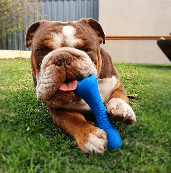 Beco Pets Blue Bone being tested by our review team.