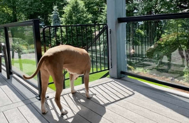 Cardinal Gates Outdoor Safety Gate being tested.