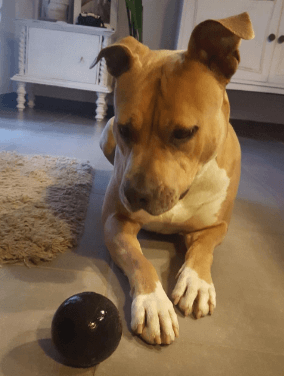 KONG Extreme Ball being tested by our review team.