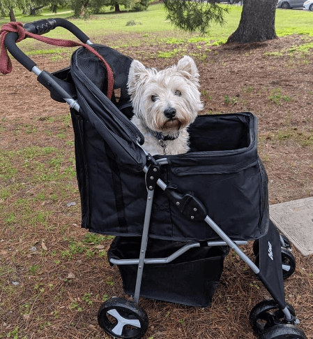 i.Pet Folding Pet Stroller being tested by our review team.