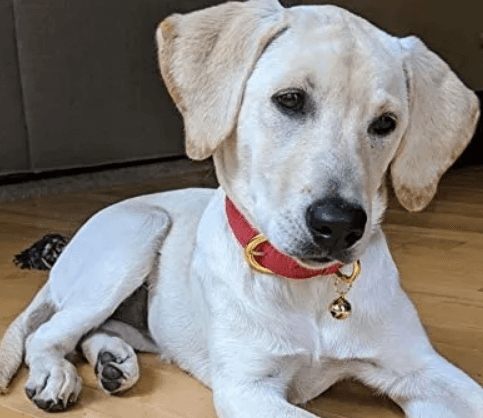 Ozpaw Padded Leather Dog Collar being tested by our review team.