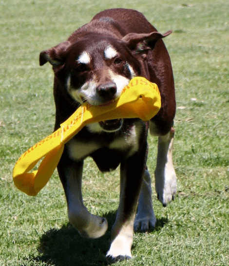 Aussie Dog Pull It being tested by our review team.