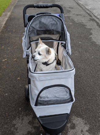 Bloodyrippa 3-Wheel Folding Pet Stroller being tested by our review team.