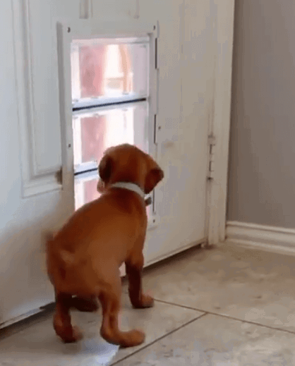 Ideal Pet Products Air-Seal Pet Door being tested by our review team.