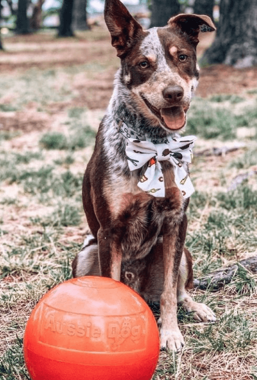 Aussie Dog Staffie Ball Large being tested by our review team.