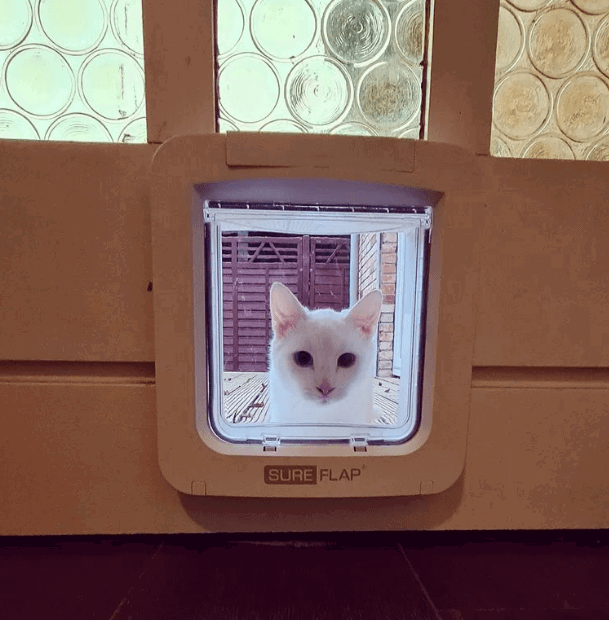 SureFlap Microchip Pet Door being tested by our review team.