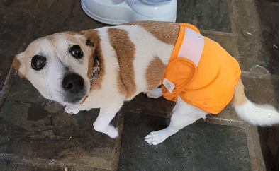 Dog Diapers Washable & Reusable by PETTING IS CARING being tested by our review team.