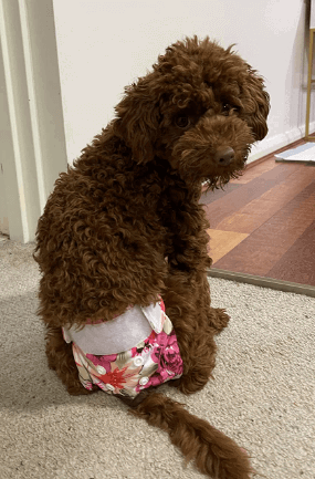 CuteBone Dog Nappies being tested by our review team.