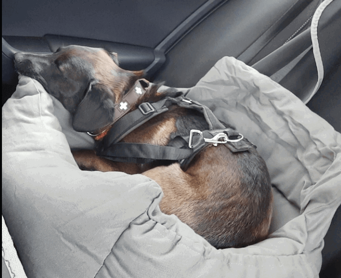 NIBESSER Dog 2-in-1 Car Seat Bed