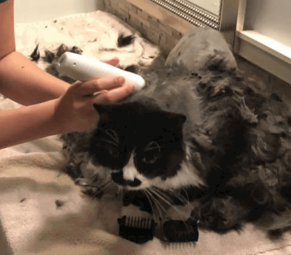 Bousnic Dog Clippers 2-Speed Cordless Pet Hair Grooming Clippers Kit