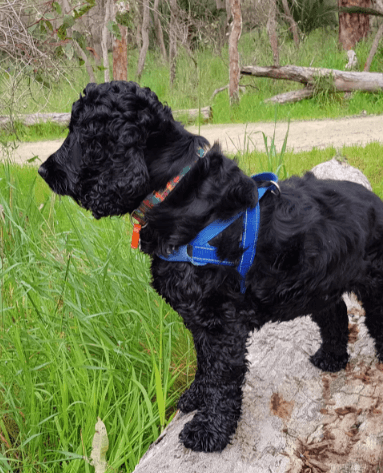 Dog Nation Personalised Dog Collar being tested by our review team.
