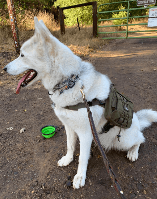 EXCELLENT ELITE SPANKER Dog Pack being tested by our review team.