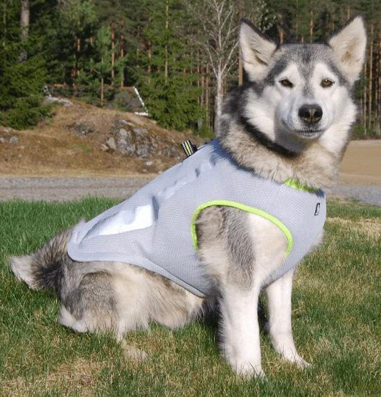 SHITONGDA Dog Cooling Vest M Breathable Cooling Coat Outdoor Anti-Heat Summer Blue Jacket Clothes for Medium and Large Pet Dogs 