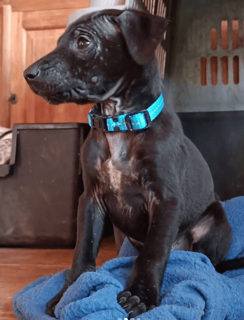 Rogz Snake Collar Turquoise Reflective being tested by our review team.