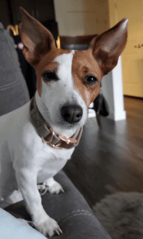 Aring Pet Velvet Dog Collar & Leash Set being tested by our review team.