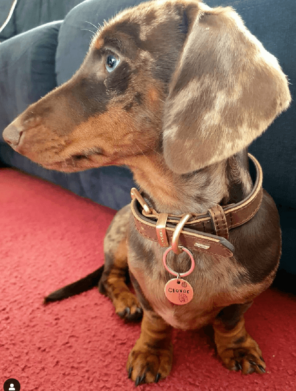 Ezydog Oxford Collar being tested by our review team.