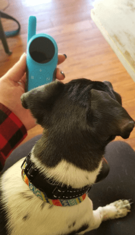 GoodBoy Small Dog Remote Collar being tested by our review team.