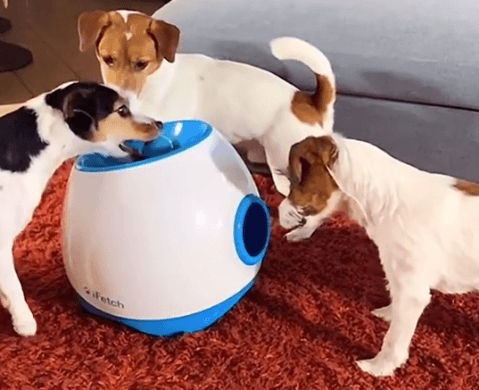 iFetch Too Dog Toys, Medium being tested by our review team.