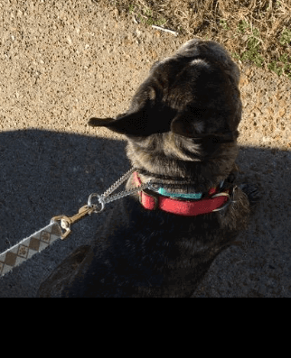 CollarDirect Reflective Martingale Collars for Dogs being tested by our review team.