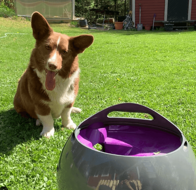 PetSafe PTY17-15849 Automatic Ball Launcher being tested by our review team.