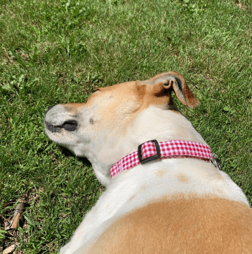 Fourhorse Stainless Steel Chain Martingale Collar being tested by our review team.