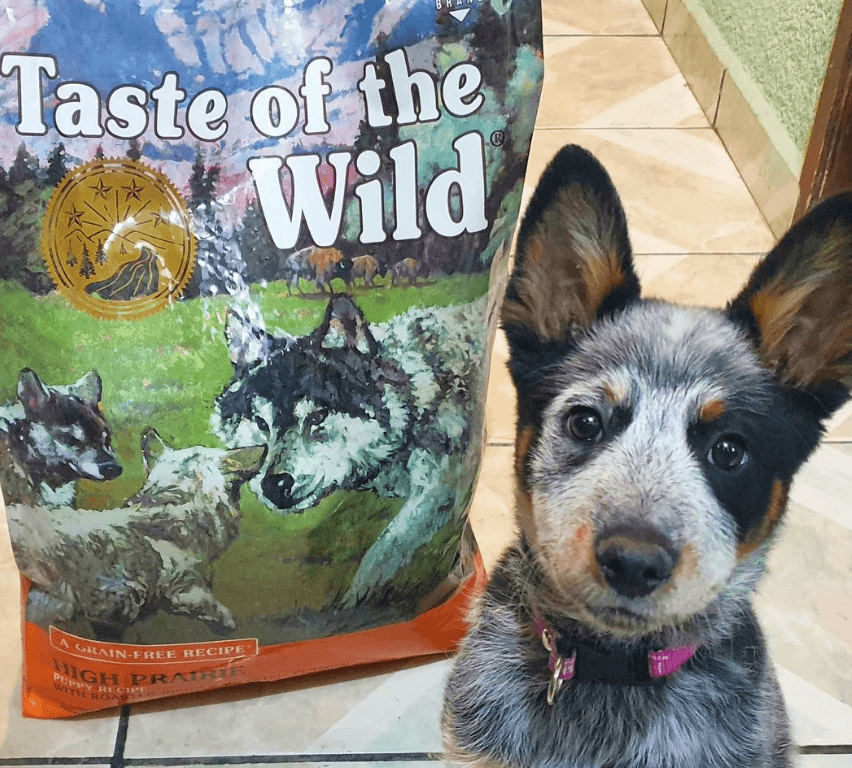 Taste Of The Wild High Prairie Puppy being tested by our review team.