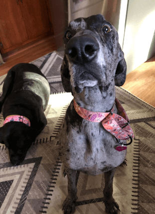 CollarDirect Martingale Collars for Dogs being tested by our review team.
